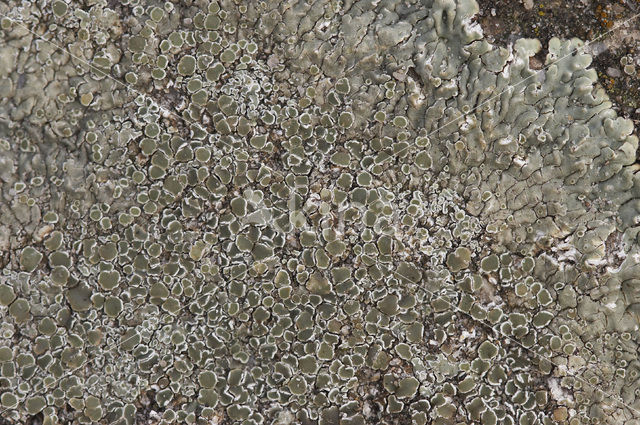 Muurschotelkorst (Lecanora muralis)