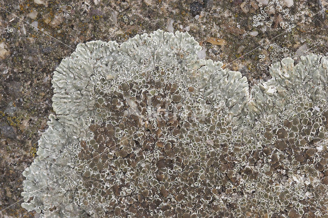 Muurschotelkorst (Lecanora muralis)