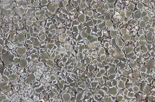 Stonewall rim lichen (Lecanora muralis)