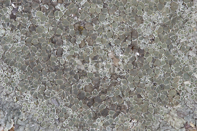 Stonewall rim lichen (Lecanora muralis)