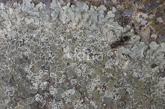 Muurschotelkorst (Lecanora muralis)