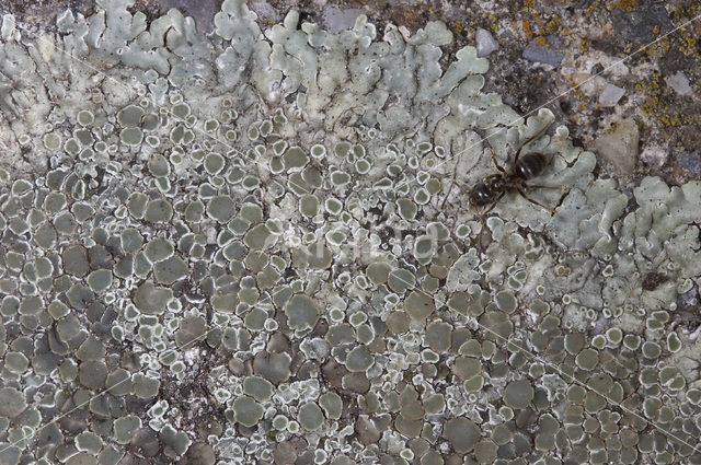 Muurschotelkorst (Lecanora muralis)