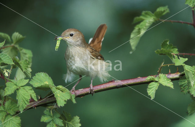 Nachtegaal (Luscinia megarhynchos)