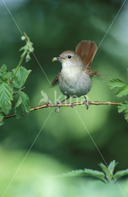 Common Nightingale (Luscinia megarhynchos)