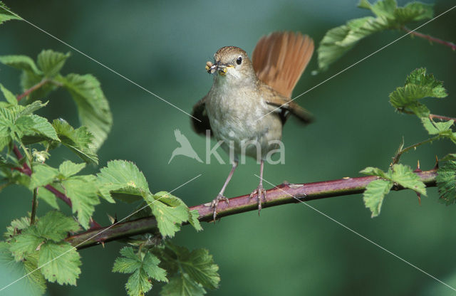 Nachtegaal (Luscinia megarhynchos)