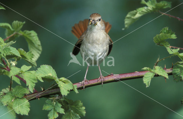 Common Nightingale (Luscinia megarhynchos)