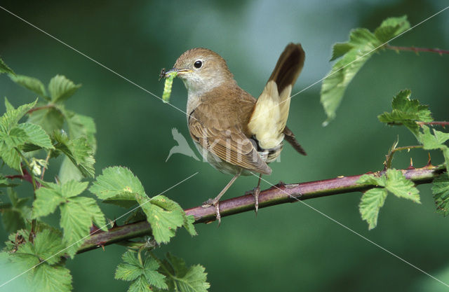 Nachtegaal (Luscinia megarhynchos)