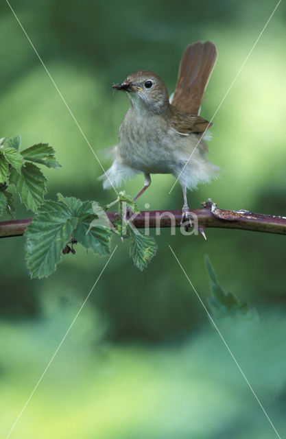 Common Nightingale (Luscinia megarhynchos)