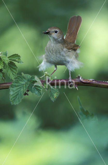 Nachtegaal (Luscinia megarhynchos)