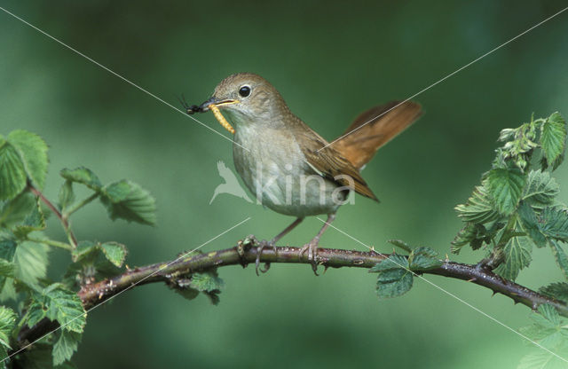 Common Nightingale (Luscinia megarhynchos)