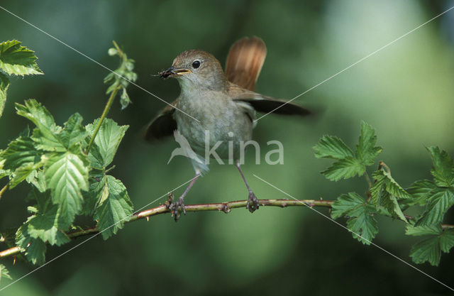 Common Nightingale (Luscinia megarhynchos)