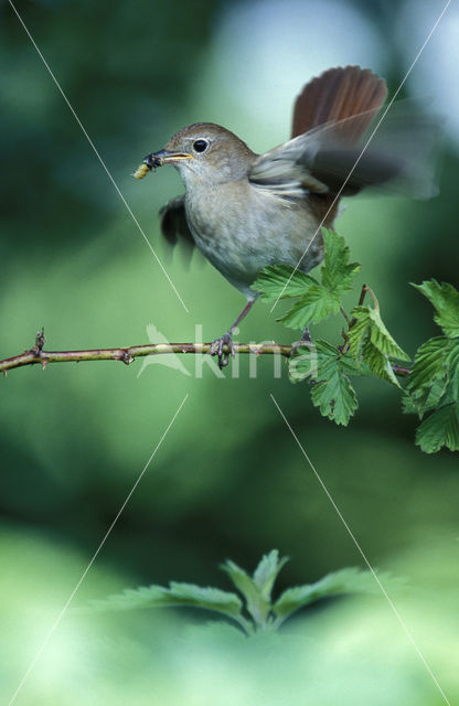 Common Nightingale (Luscinia megarhynchos)