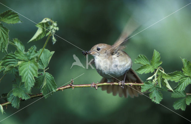 Common Nightingale (Luscinia megarhynchos)