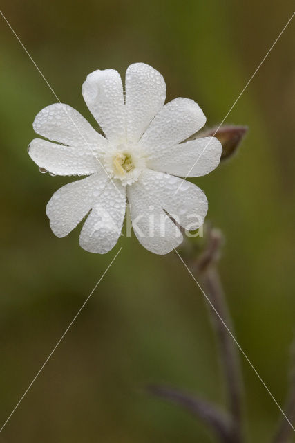 Nachtkoekoeksbloem (Silene noctiflora)