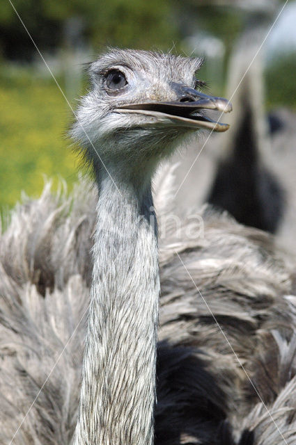 Greater Rhea (Rhea americana)