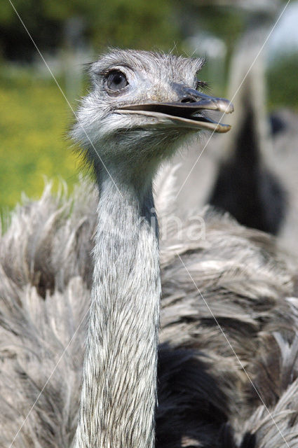 Nandoe (Rhea americana)