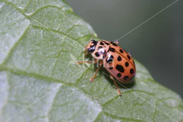 Negentienpuntlieveheersbeestje (Anisosticta novemdecimpunctata)