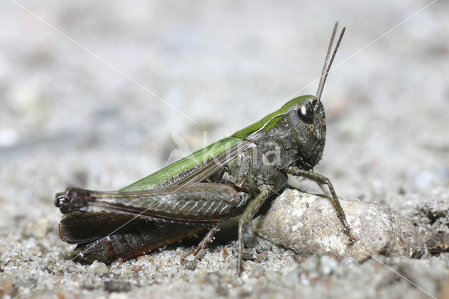 Negertje (Omocestus rufipes)