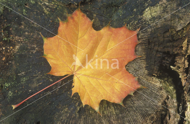 Norway Maple (Acer platanoides)