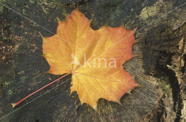 Noorse esdoorn (Acer platanoides)