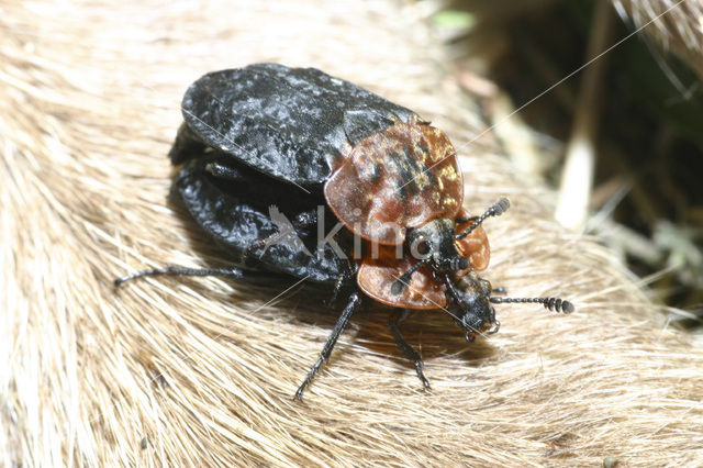 Oranje aaskever (Oiceoptoma thoracicum