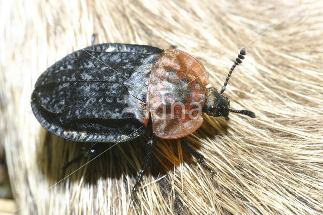 Red-breasted carrion beetle (Oiceoptoma thoracicum