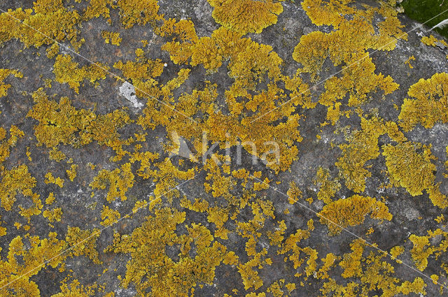 Oranje dooiermos (Xanthoria calcicola)