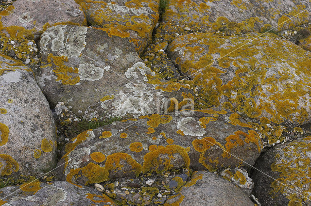Sunburst lichen (Xanthoria calcicola)