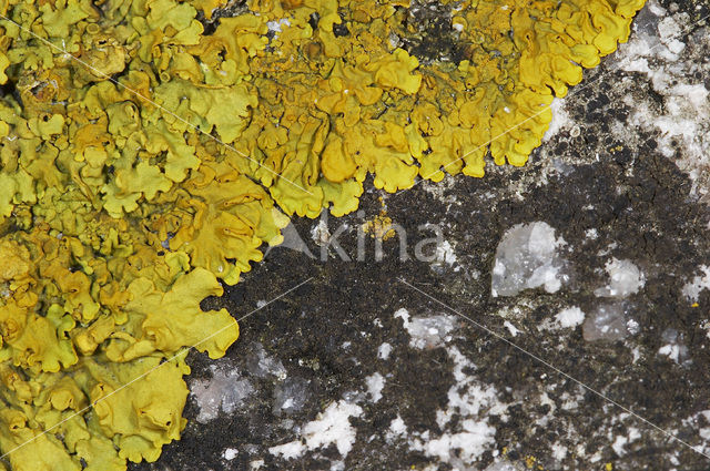 Sunburst lichen (Xanthoria calcicola)