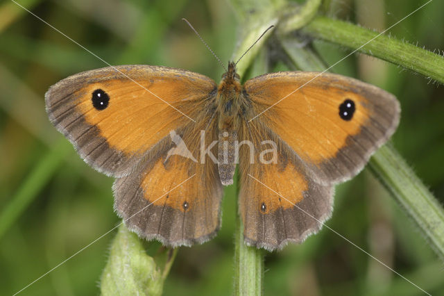 Oranje zandoogje (Pyronia tithonus)