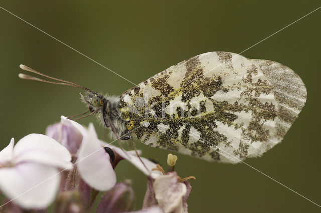 Oranjetipje (Anthocharis cardamines)