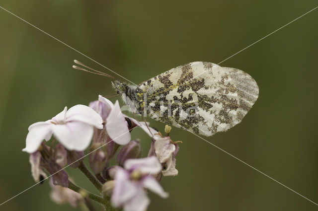 Orange-tip (Anthocharis cardamines)