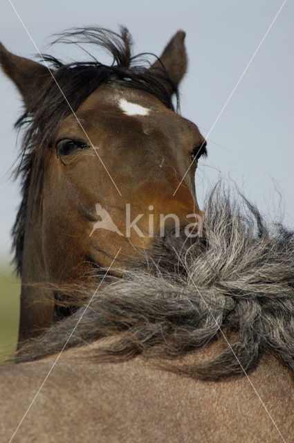 Paard (Equus spp)