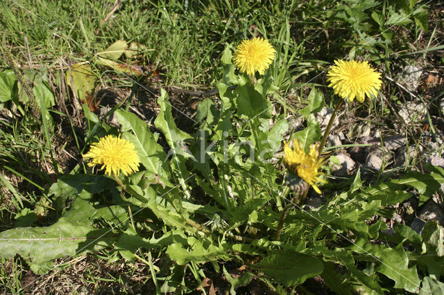 Paardenbloem (Taraxacum vulgare)