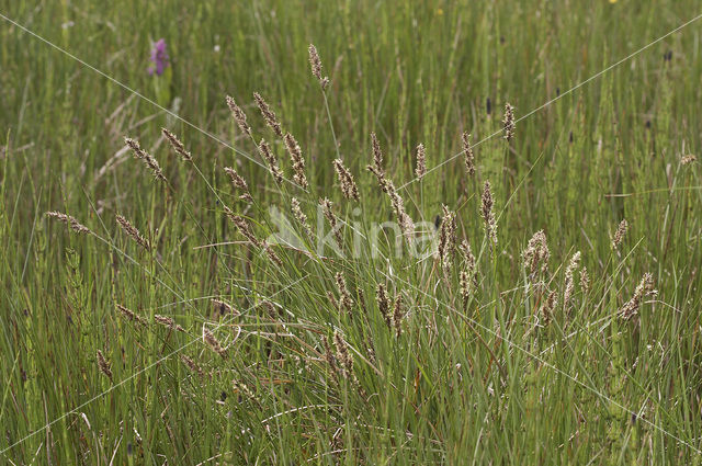 Paardenhaarzegge (Carex appropinquata)