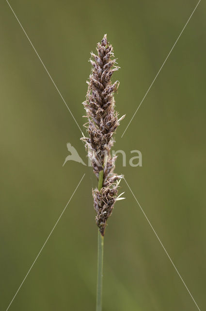 Fibrous Tussock-sedge (Carex appropinquata)