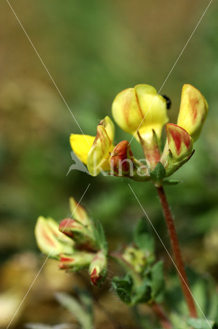 Paardenhoefklaver (Hippocrepis comosa)