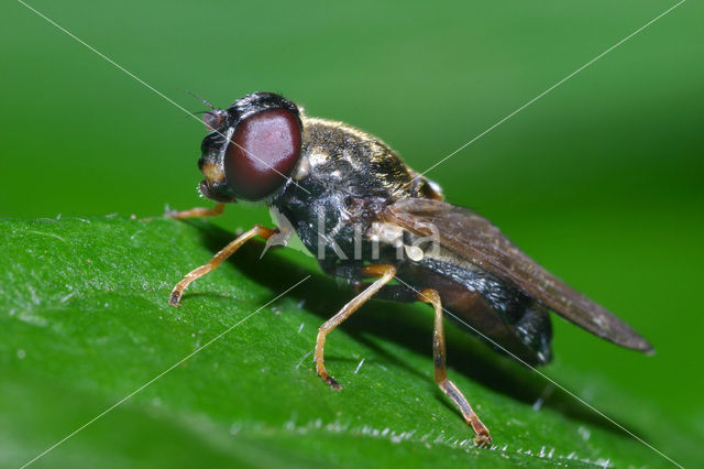 Cheilosia scutellata