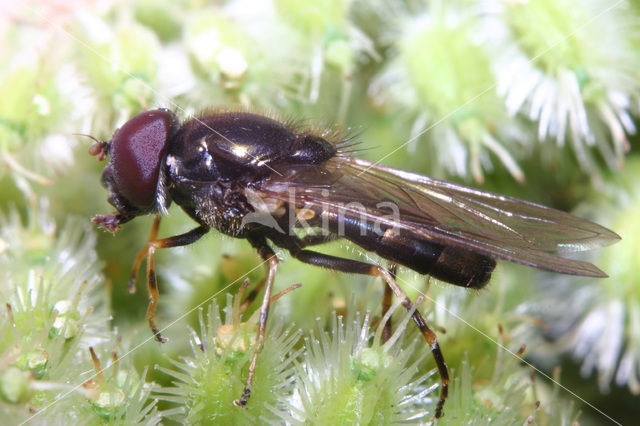 Cheilosia scutellata