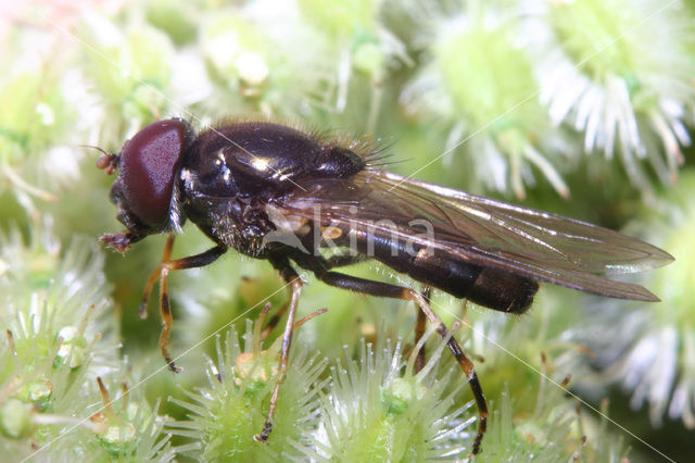 Paddestoelgitje (Cheilosia scutellata)