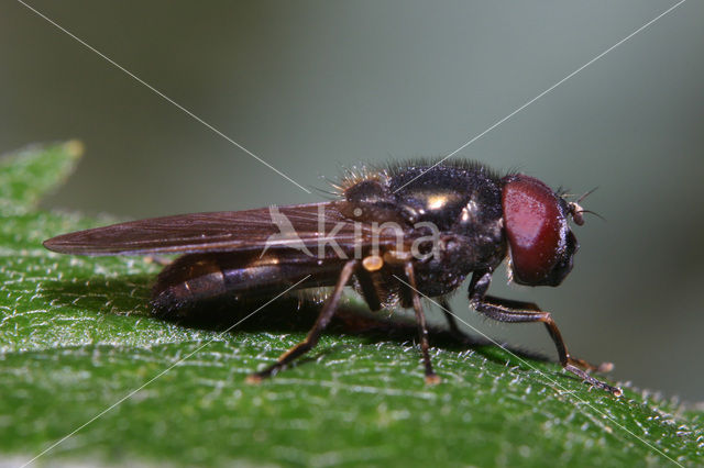 Cheilosia scutellata