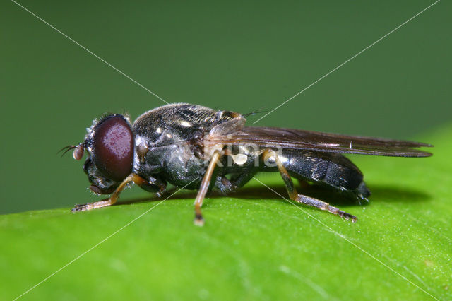 Paddestoelgitje (Cheilosia scutellata)