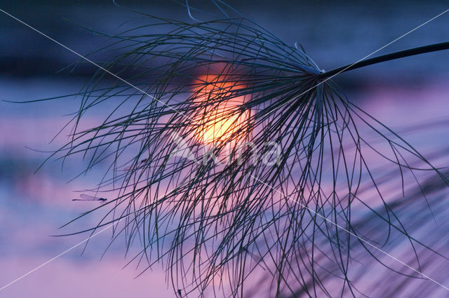 Papyrus (Cyperus papyrus)