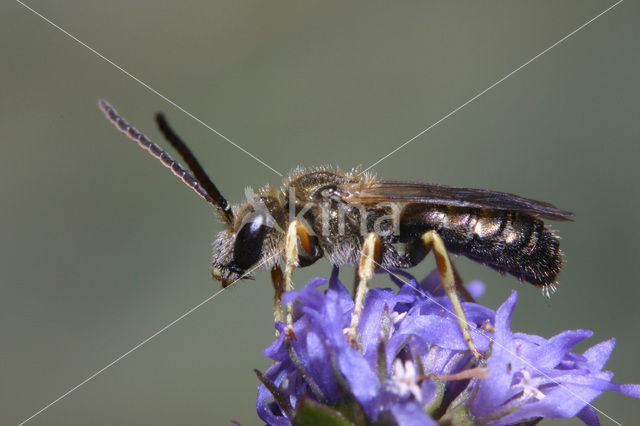 Parkbronsgroefbij (Halictus tumulorum)