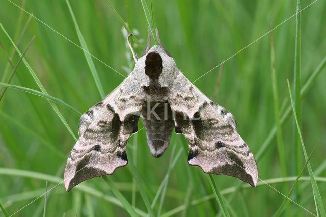 Eyed Hawk-moth (Smerinthus ocellata)