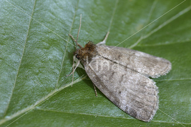 Peppel-orvlinder (Tethea ocularis)