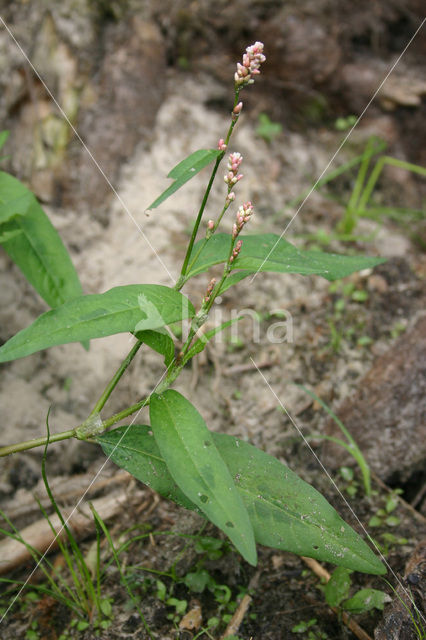 Perzikkruid (Persicaria maculosa)