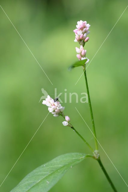 Perzikkruid (Persicaria maculosa)