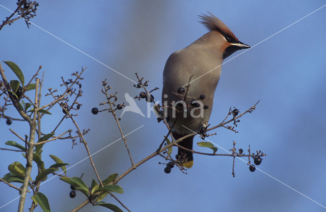 Bohemian Waxwing (Bombycilla garrulus)