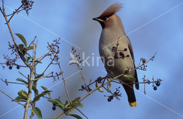 Bohemian Waxwing (Bombycilla garrulus)